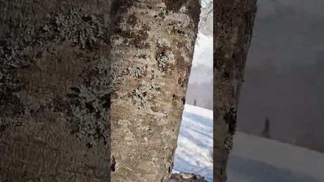 Сход лавины гора Фишт