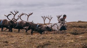 Север России жизнь в оленеводов в Тундре