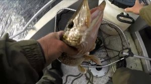Ловля щуки на PIG SHAD( Крупный Силикон)