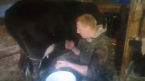 Как доить корову!!!Milk the cows!!!