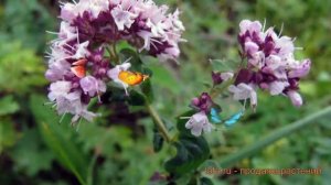 Душица обыкновенный Хуторянка (origanum vulgare) ? обзор: как сажать, семена душицы Хуторянка