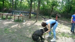 Спортивная площадка для дрессировки собак " Дубки". г. Луганск.