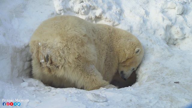Три месяца я слушала только эту музыку🌿 Музыка лечит болезни сердца, расслабляет, успокаивает душу смотреть онлайн