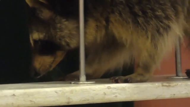 Дрессированный енот на праздник в Москве, 8(965)380-13-11 смотреть онлайн