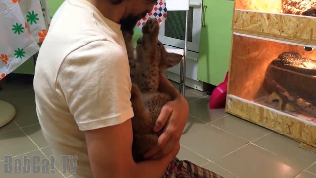 Как злится рысь