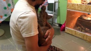 Как злится рысь