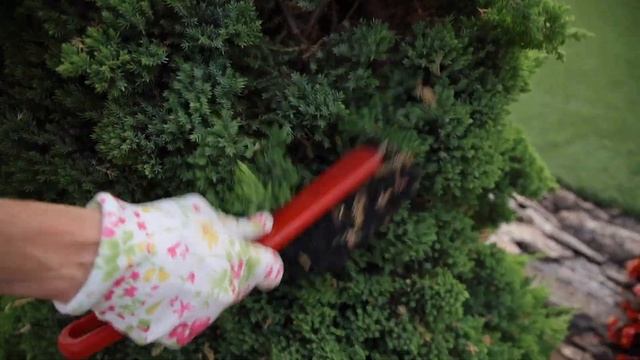 Как и зачем нужно чистить МОЖЖЕВЕЛЬНИК? Уход за можжевельником в домашних условиях смотреть онлайн