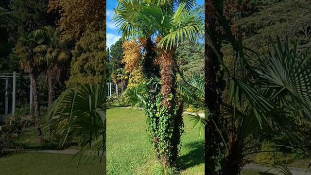 Пальмы дендрария в Сочи. 2023 #светланакутузова #путешествияпороссии #сочи смотреть онлайн