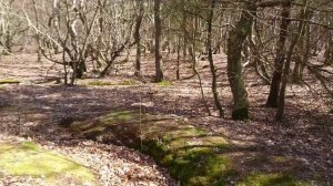 Лес троллей с окопами второй мировой войны. 25 апреля 2021 г, Бённеруп, Дания