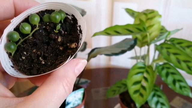 Калатея Пиктурата и калатея Леопардина, мои новинки)