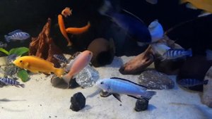 Мой водоём. Африканские цихлиды.