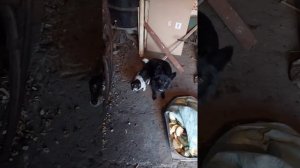 Вязка собак #пинчер ?