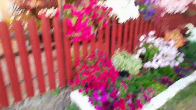 ЦВЕТОЧНО-ГОРШЕЧНЫЙ УГОЛОК. ОБЗОР ПЕТУНИИ С УЛИЦЫ.