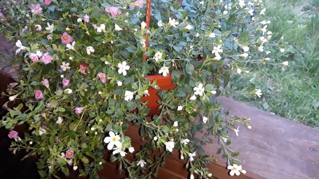 БАКОПА В СЕЗОНЕ 2020 - МАХРОВАЯ ВЕГЕТАТИВНАЯ И ИЗ ПРОФ.СЕМЯН ? смотреть онлайн