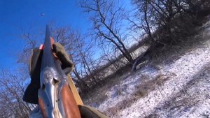 Охоты с ТОЗ-34! 1 выпуск. Подача Фазанов. Стреляем утку! канал: Курцхаары из Коробки. Новые серии!