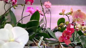 ПОГИБЛИ ЭТИ ОРХИДЕИ БЕЗ ЕСТЕСТВЕННОГО СВЕТА ? обзор стеллажей орхидей / полки и свет для орхидей