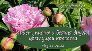 Ирисы, пионы и всякая другая цветущая красота | Vlog Дача как есть. Хроника 18.06.2023