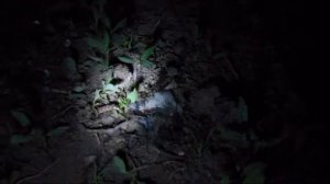 Чем питаются земляные черви.