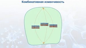 Комбинативная изменчивость  Биология для школьников