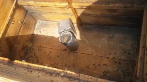 Что делать с трутовкой. Семья без матки!