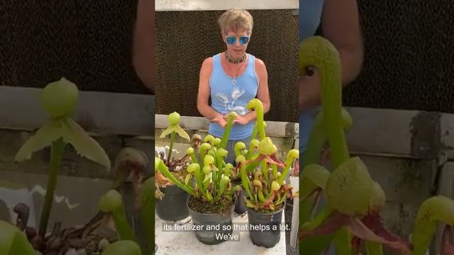 Cobra Plant Darlingtonia Care and Seed Sowing смотреть онлайн