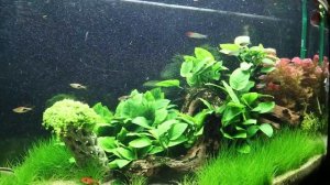 Распыление СО2 в аквариуме