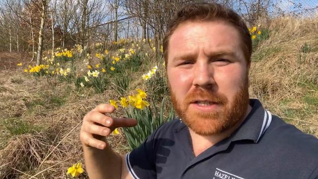 Daffodils - Are They Good For Wildlife? смотреть онлайн
