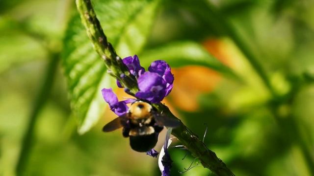 Relaxing Floral Nature Ambience |  Relaxing Nature Tour #RelaxingSleepMusic #RelaxingMusic смотреть онлайн
