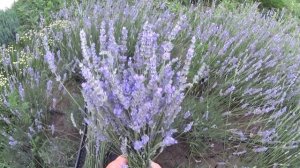 "Стрижка ЛАВАНДЫ летом" или "новый виток в бизнесе на декоративных растениях".