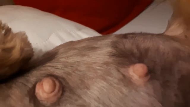 Шевеление щенков за 1 неделю до родов(1) смотреть онлайн