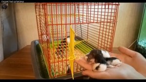ДРЕССИРОВАННЫЕ КРЫСЫ/МОИ КРЫСЫ ВЫПОЛНЯЮТ ТРЮКИ/TRAINED RATS/RATS PERFORM TRICKS