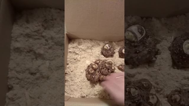 хранение клубней каллы смотреть онлайн