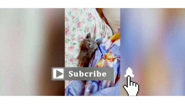 Маленький обзор про моего котёнка смотреть онлайн