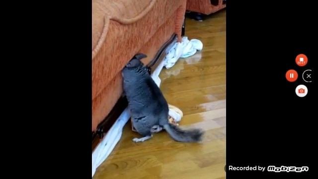 Что значит шиншилла дома