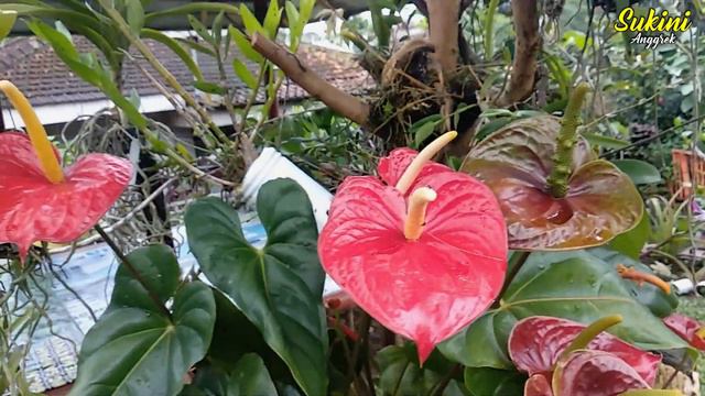 ANTHURIUM PRESIDEN..!! LANGKA DAN BANYAK DICARI KAUM HAWA #anthurium #anggrek смотреть онлайн