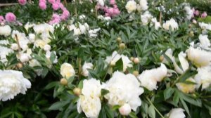 University of Michigan's Nichols Arboretum peony garden is in full bloom