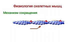 Физиология мышц
