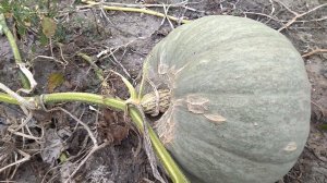 Дождь отменяется...показываю тыкву