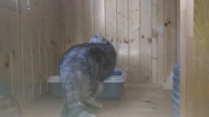 Кошка какает, а Буська срюкает) ДУБЛЬ 1