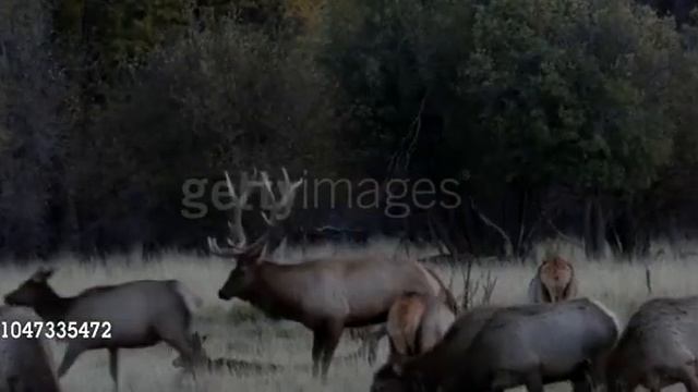 У оленя что то пошло не так смотреть онлайн