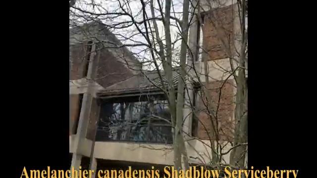 Amelanchier canadensis Shadblow Serviceberry смотреть онлайн