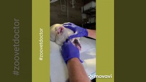 Заворот век у собак, порода английский бульдог Алиса и её история, ветеринарный канал #zoovetdoctor