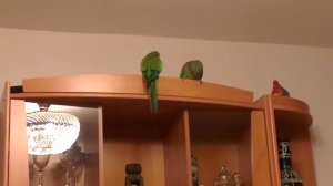 Попугаи "дерутся"