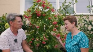 ЛИАНА С ЗАПАХОМ ЖАСМИНА