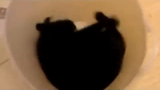 Коты под валерьянкой смотреть онлайн