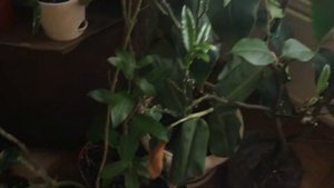 Домашний сад-огород в квартире