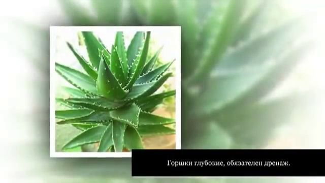 АЛОЭ древовидное. СТОЛЕТНИК. Уход и разведение в домашних условиях смотреть онлайн