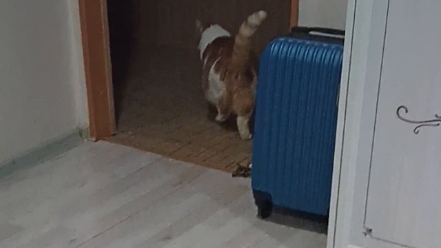 Арсений кот смотреть онлайн