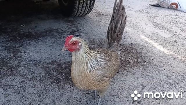 Наш механик ))) смотреть онлайн