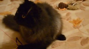 Шантильи Тиффани | порода кошек